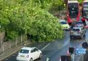 A large tree was seen blocking a lane