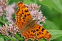 A London-wide photography competition is asking year 5 pupils to send in pictures celebrating local biodiversity