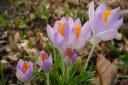 Crocuses are enjoying the spring weather