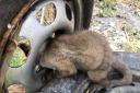 Four fox cubs, have had to be rescued from car wheels in Newham, Haringey, Bethnal Green and Orpington