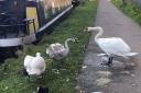 Swans found on banks of River Lea contaminated with cooking oil [photos: Andrew Messios]