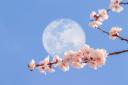 The Flower Moon will take place this May