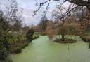 Duckweed in Holywells Park earlier this year