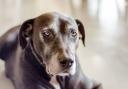 Townsend Vets is encouraging owners to recognise signs of arthritis in older cats and dogs, including changes in movement and behaviour.