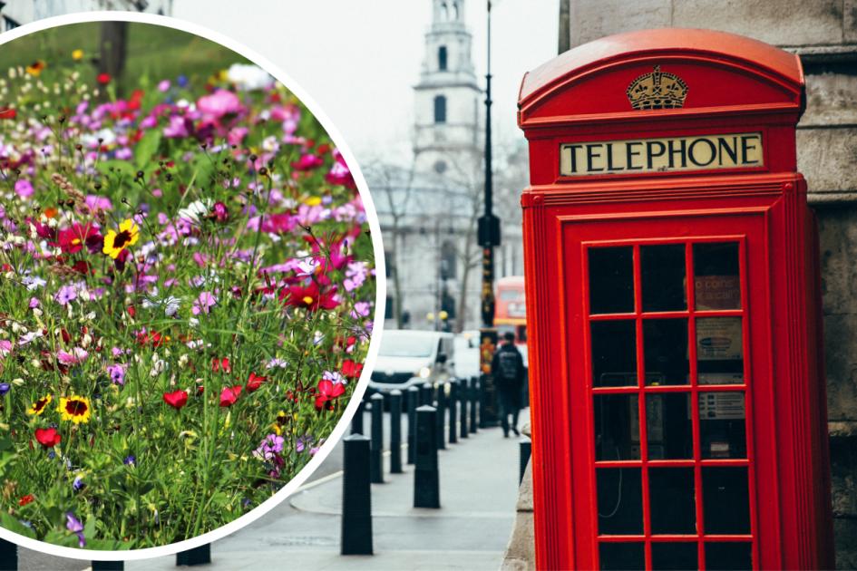 Wildflowers to appear in London as TfL launch scheme