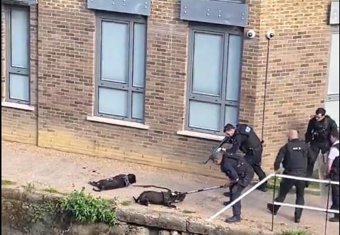 Limehouse dog shooting: Dog lovers call for nationwide vigil