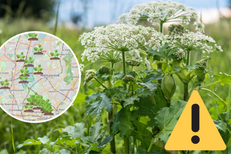 Giant Hogweed spotted in London- Where it has been found