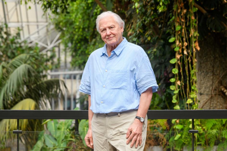 Sir David Attenborough becomes a Madame Tussauds wax figure