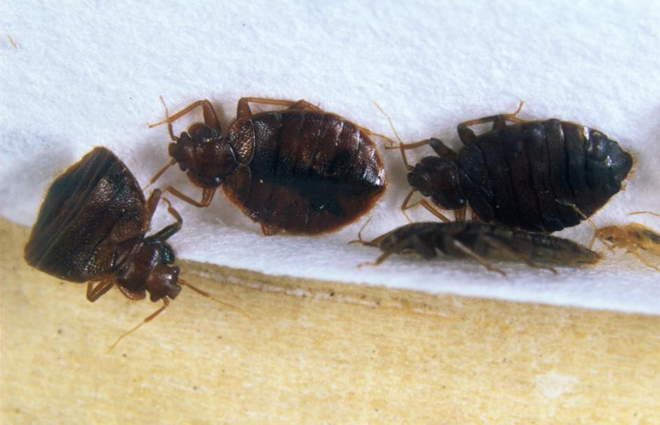 Expert debunks 5 bed bug myths you should NOT believe