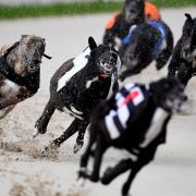 Dogs race at the Coral Romford Greyhound Stadium.