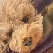 Ruby the poodle... sadly dies after being savaged by dogs in Bartlett Park