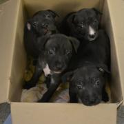The puppies were found in a box in Victoria Park Picture: Battersea Cats and Dogs Home