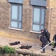 A footage on social media showed the police gunning down the dogs