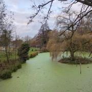 Duckweed in Holywells Park earlier this year