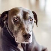 Townsend Vets is encouraging owners to recognise signs of arthritis in older cats and dogs, including changes in movement and behaviour.